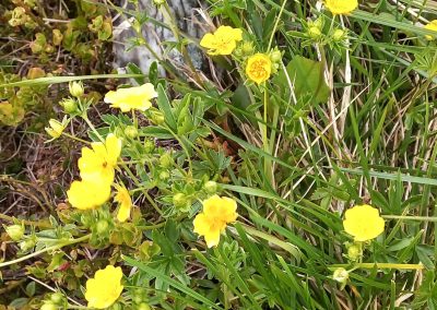 Potentilla aurea